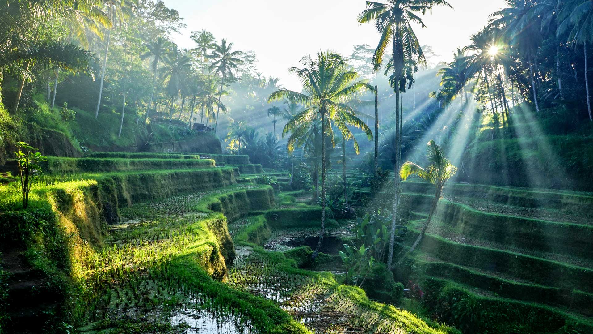 Ubud's Rice Terraces